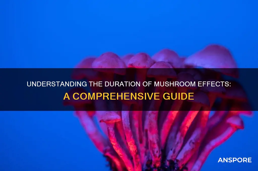 how long do mushrooms work