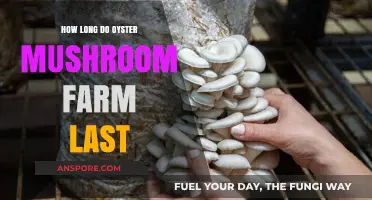 Sustainable Oyster Mushroom Farming: Lifespan and Longevity Explained