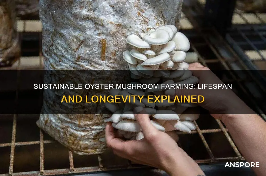 how long do oyster mushroom farm last