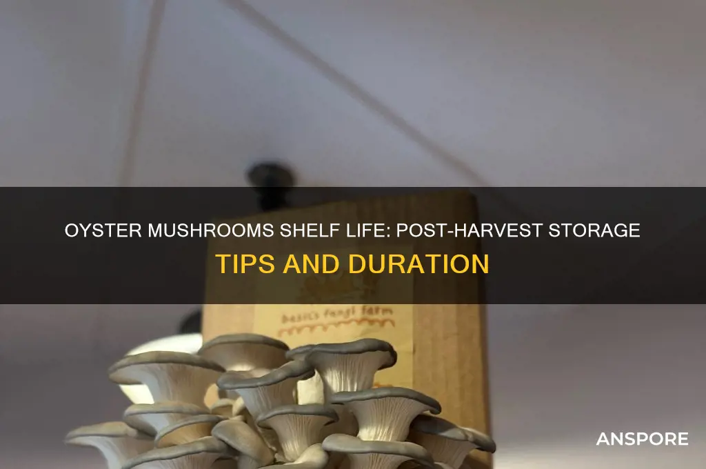 how long do oyster mushrooms last after harvest