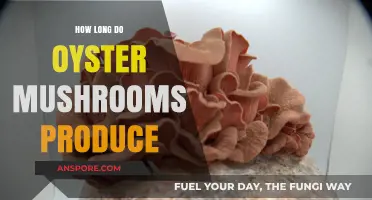 Oyster Mushroom Production Lifespan: How Long Do They Yield?