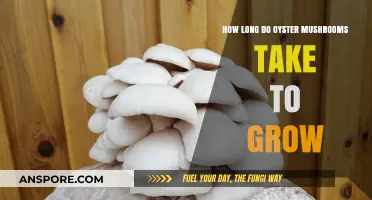 Oyster Mushroom Growth Timeline: From Spawn to Harvest Explained