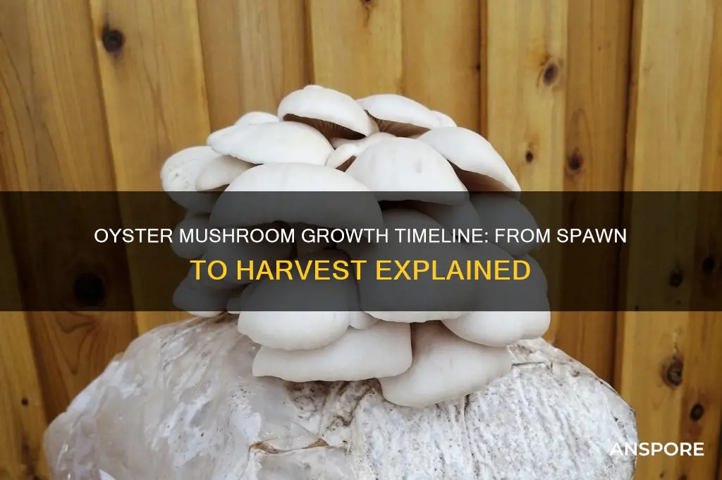 how long do oyster mushrooms take to grow