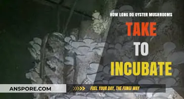 Oyster Mushroom Incubation Time: A Guide to Optimal Growth Period