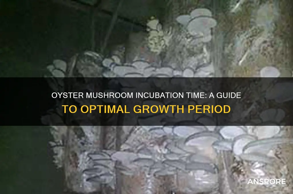 how long do oyster mushrooms take to incubate