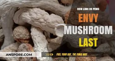 Penis Envy Mushrooms: Understanding Their Shelf Life and Potency Duration