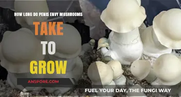 Penis Envy Mushroom Growth Timeline: From Spores to Harvest