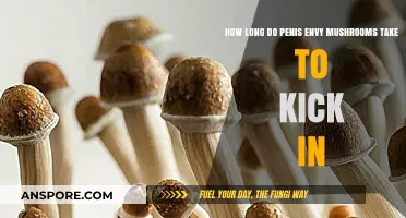 Penis Envy Mushrooms: Timing Effects and Onset Explained