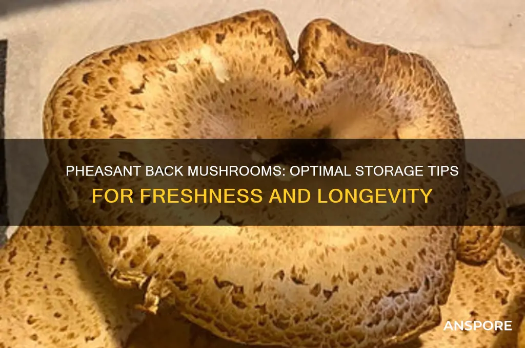 how long do pheasant back mushrooms keep