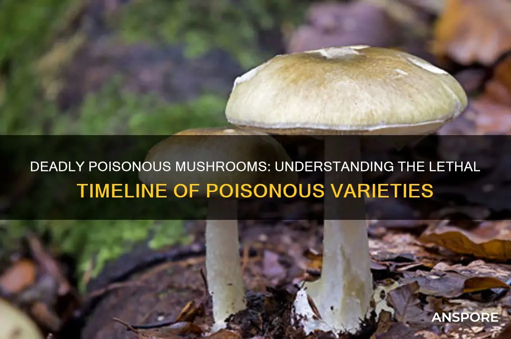 how long do poisson mushrooms take to kill