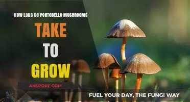 Growing Portobello Mushrooms: Understanding Their Cultivation Timeline