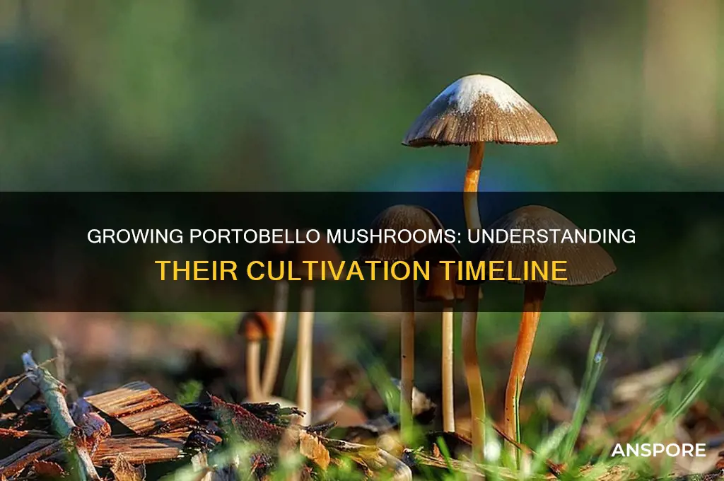 how long do portobello mushrooms take to grow