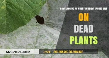 Powdery Mildew Spores Lifespan on Dead Plants: What You Need to Know