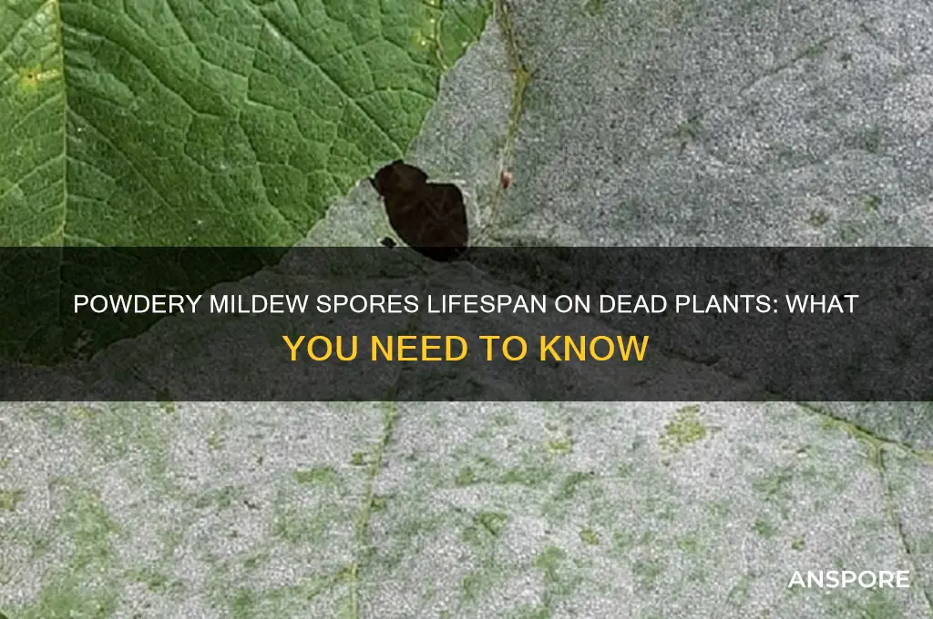 how long do powdery mildew spores live on dead plants