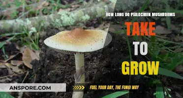 Growing Psilocybin Mushrooms: Understanding the Timeframe for Cultivation