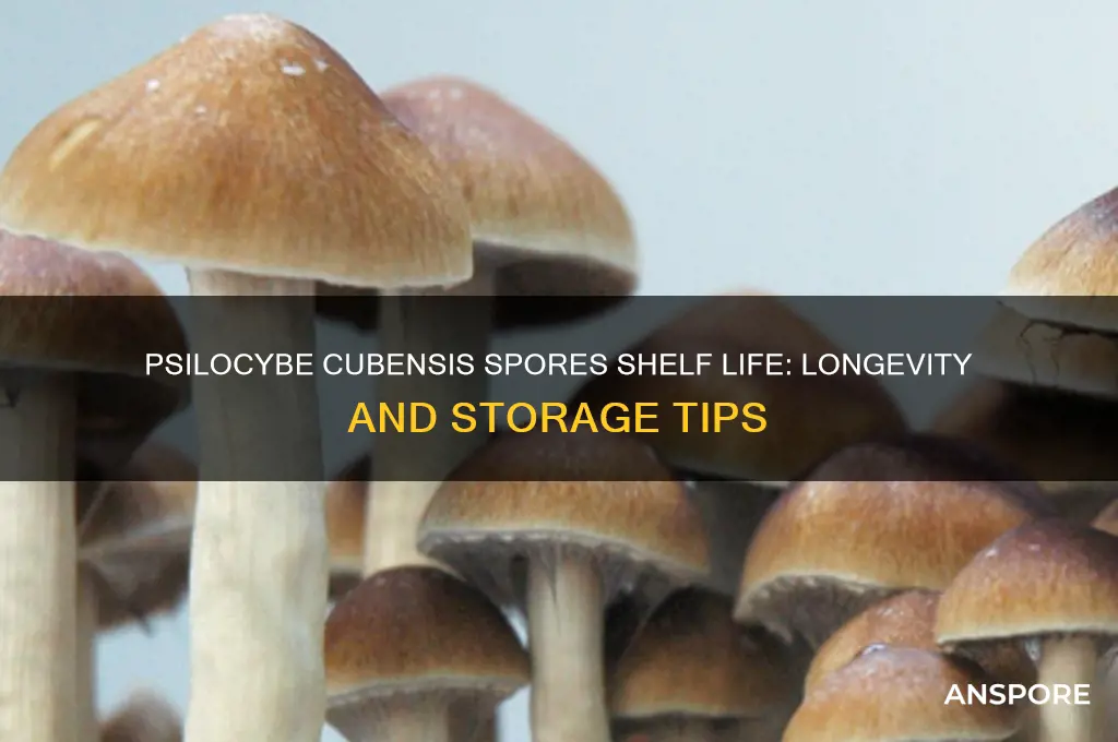 how long do psilocybe cubensis spores last