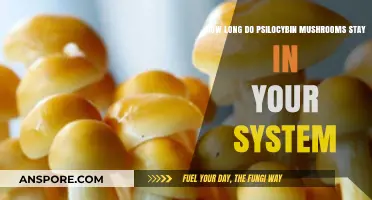 Psilocybin Mushrooms Detection: How Long Do They Stay in Your System?