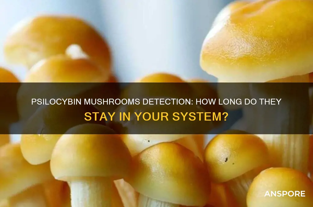 how long do psilocybin mushrooms stay in your system