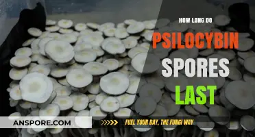 Psilocybin Spores Shelf Life: How Long Do They Remain Viable?