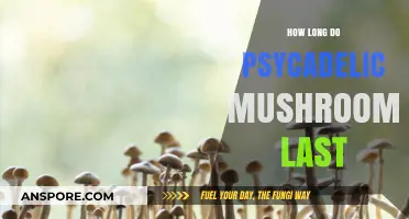 How Long Do Psychedelic Mushrooms Last? Effects and Duration Explained