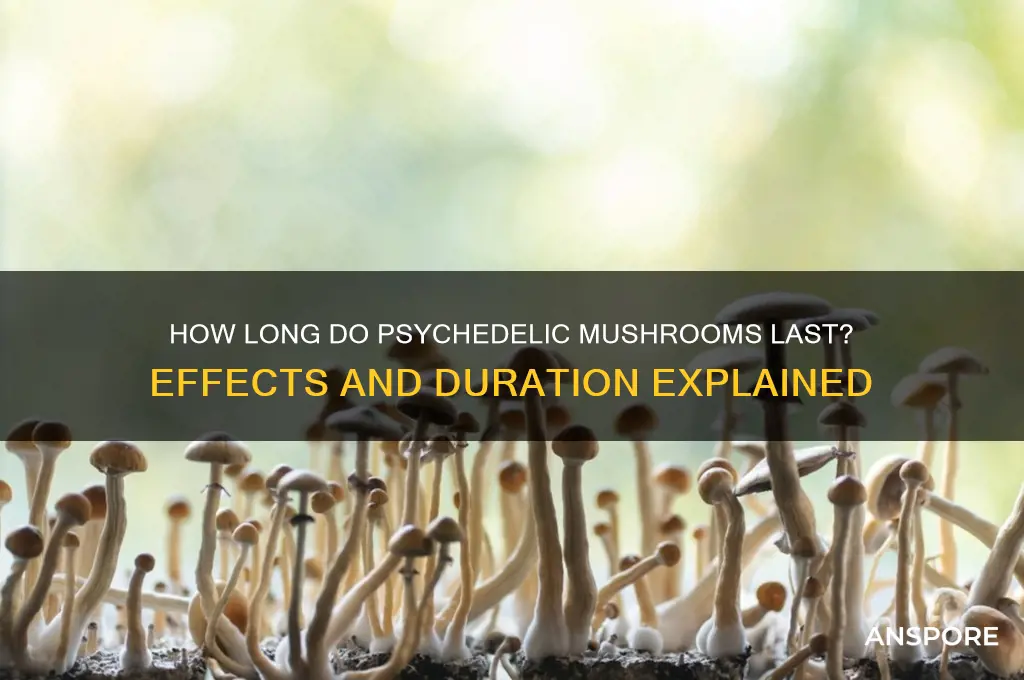 how long do psycadelic mushrooms last