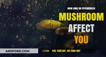 How Long Do Psychedelic Mushrooms Affect Your Mind and Body?