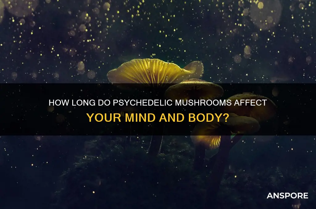 how long do psychedelic mushrooms affect you