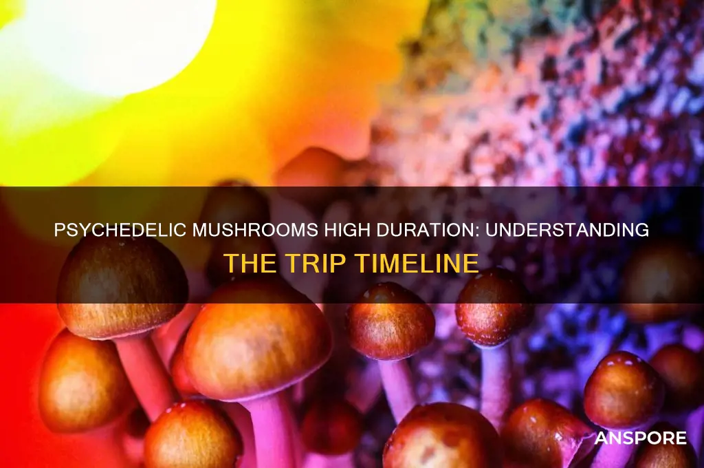 how long do psychedelic mushrooms high last