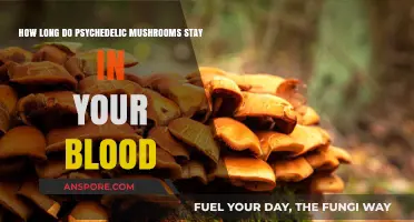 Psychedelic Mushrooms in Your Blood: Duration and Detection Explained