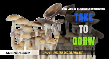 Psychedelic Mushroom Growth Timeline: From Spores to Harvest Explained