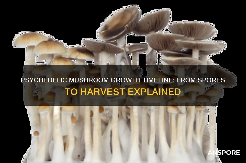 how long do psychedelic mushrooms take to gorw
