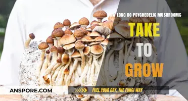 Growing Psychedelic Mushrooms: Understanding the Timeframe for Cultivation