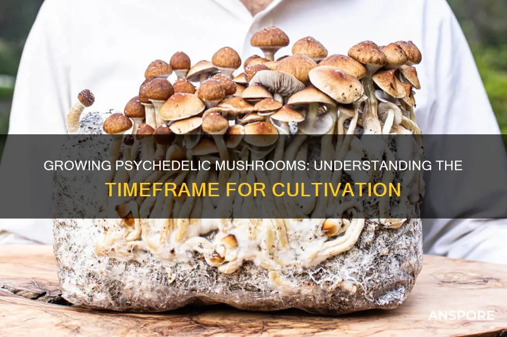 how long do psychedelic mushrooms take to grow