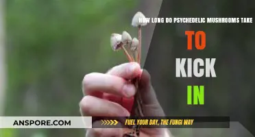 Psychedelic Mushrooms: Understanding the Onset Time and Effects