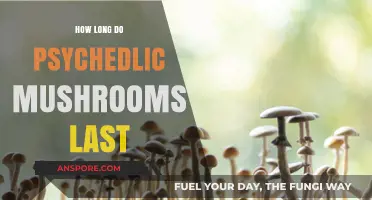 Psychedelic Mushrooms Duration: Effects, Timeline, and Afterglow Explained