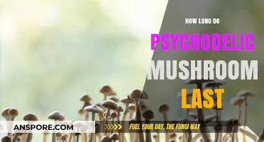 How Long Do Psychedelic Mushrooms Last: Duration and Effects Explained
