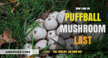 Puffball Mushrooms Shelf Life: Freshness, Storage, and Longevity Tips