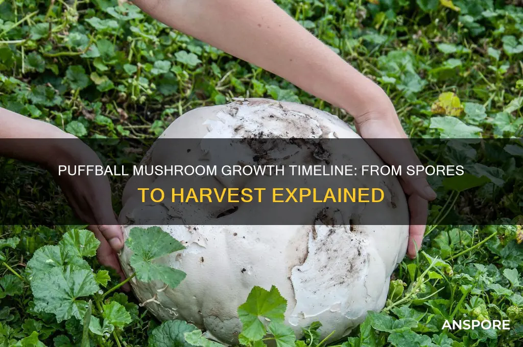 how long do puffball mushrooms take to grow