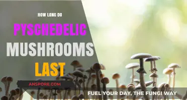 How Long Do Psychedelic Mushrooms Last: Effects and Duration Explained