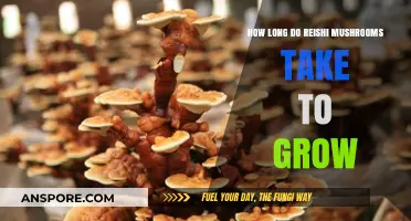 Reishi Mushroom Growth Timeline: From Spores to Harvest Explained