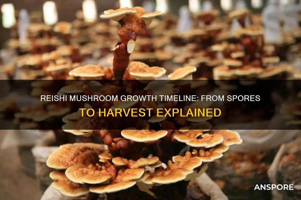 how long do reishi mushrooms take to grow