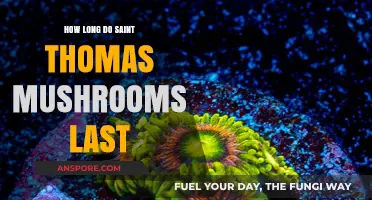 Saint Thomas Mushrooms Shelf Life: Duration and Storage Tips