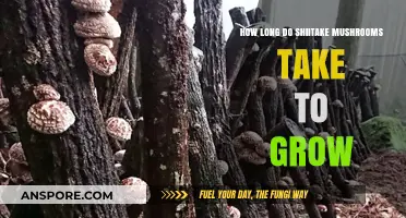 Shiitake Mushroom Growth Timeline: From Spawn to Harvest Explained