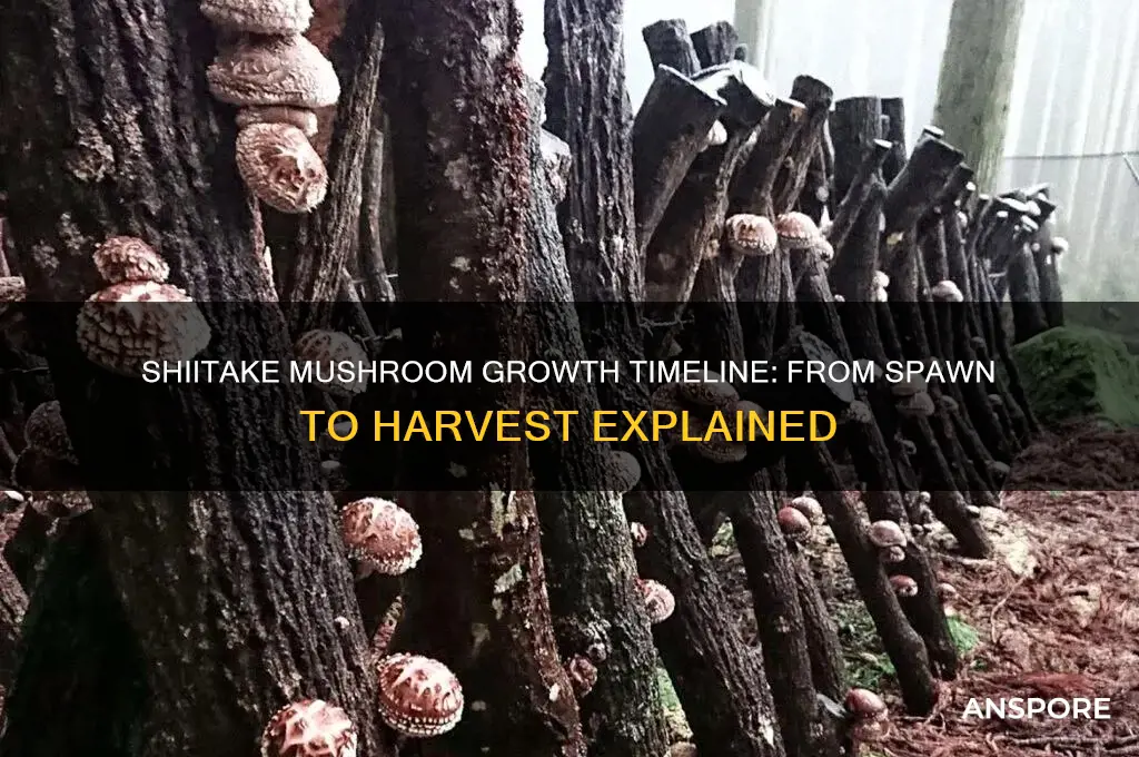how long do shiitake mushrooms take to grow