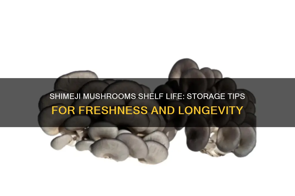 how long do shimeji mushrooms last