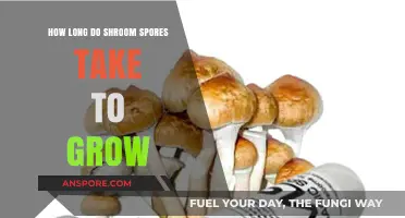 Shroom Spores Growth Timeline: From Inoculation to Harvest Explained