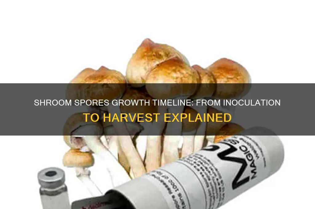 how long do shroom spores take to grow