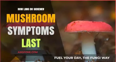 Sickener Mushroom Symptoms Duration: How Long Do Effects Persist?