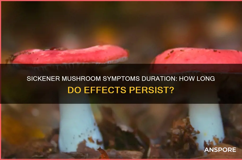 how long do sickener mushroom symptoms last
