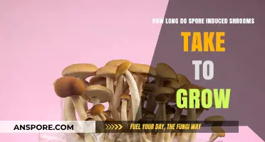 Spore-Induced Mushroom Growth Timeline: From Inoculation to Harvest